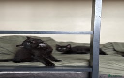 British Shorthair cats for sale: 🐾 Adorable Baby Kittens for Sale! 🐾 - Image 10