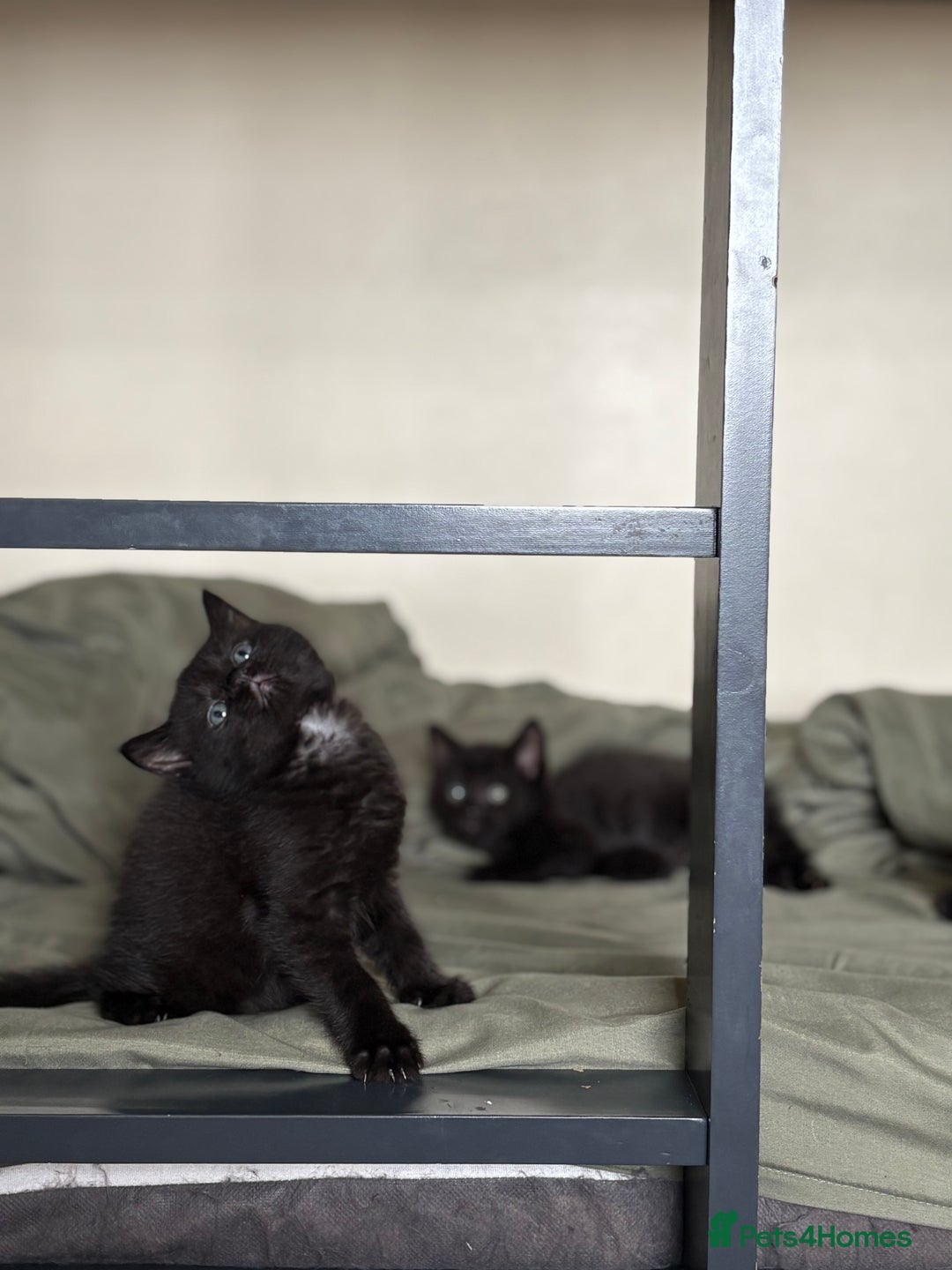 British Shorthair cats for sale: 🐾 Adorable Baby Kittens for Sale! 🐾 - Image 10