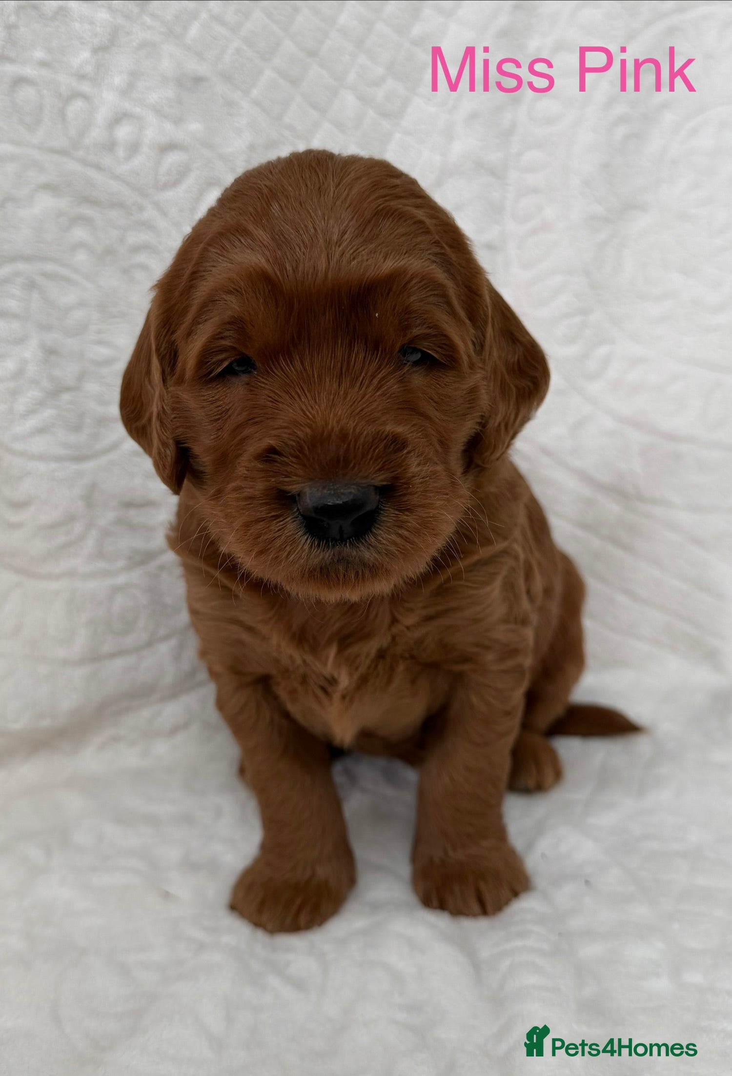 Goldendoodle dogs Stunning Goldendoodle Puppies  - Advert 2