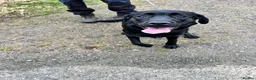 Labrador Retriever dogs for sale: Beautiful Black Labrador  in Cwmbran - Advert 3