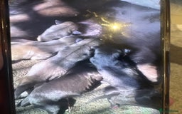 Mixed Breed dogs for sale: Beautiful healthy whippet  x Bedlington - Image 1