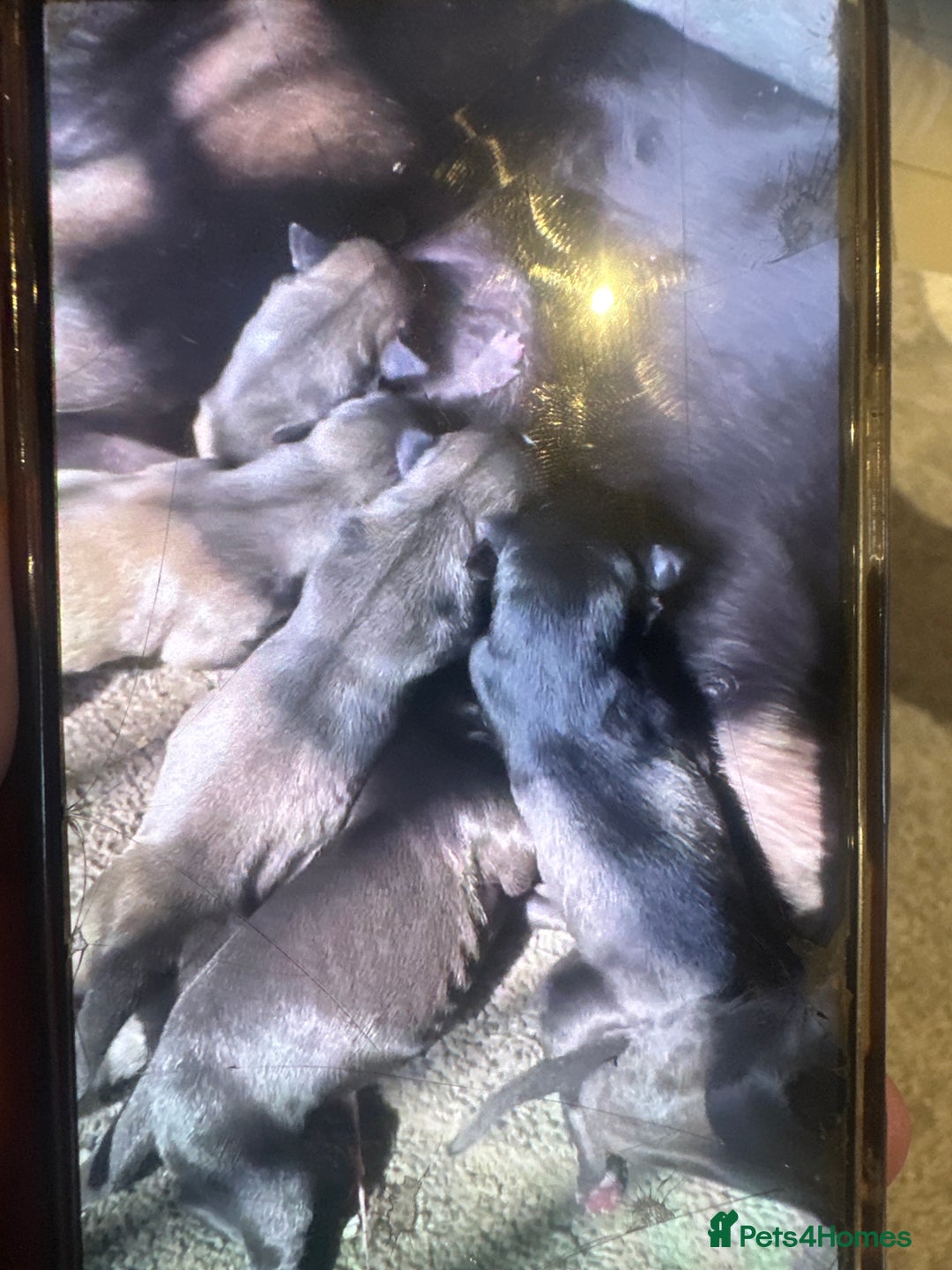 Mixed Breed dogs for sale: Beautiful healthy whippet  x Bedlington - Image 1