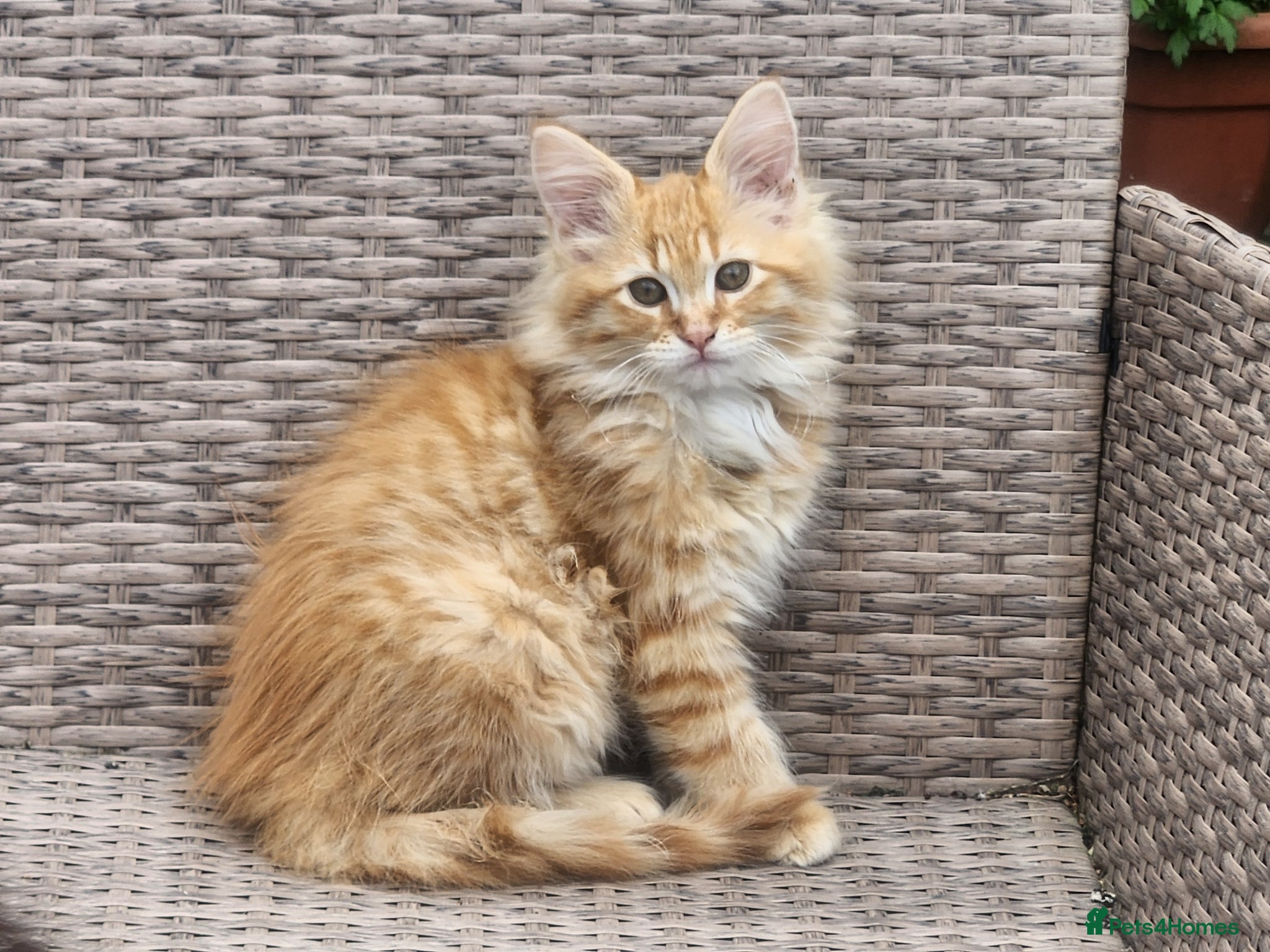 Maine Coon cats Maine Coons Ready Now!! 4 male 1 female  - Advert 1
