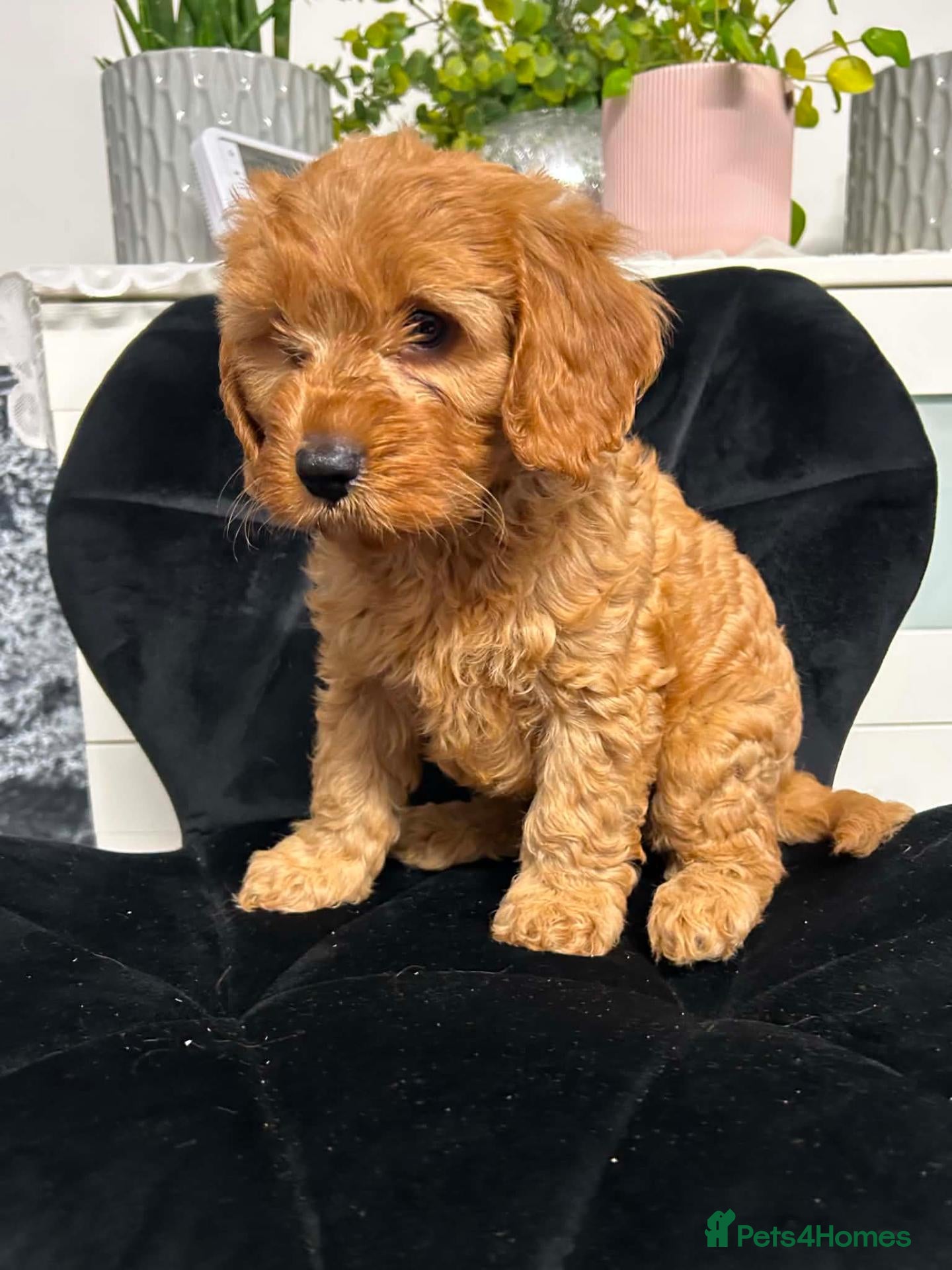 Cavapoo dogs Cavapoo - Advert 2
