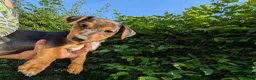 Jack Russell dogs for sale: Ready 10 weeks  Gorgeous bk & tan Jack Russel  - Advert 7