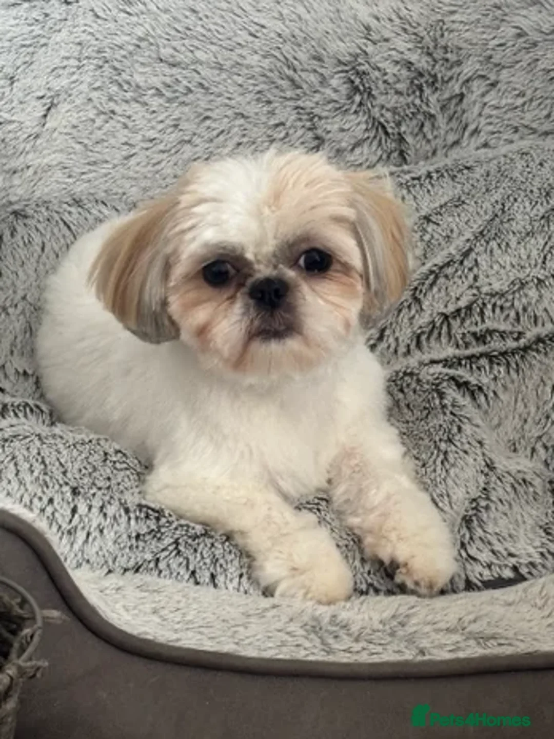 Shih Tzu dogs for sale: Pure Breed Female Shih Tzu for Re-Homing - Image 2