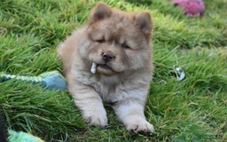 Chow Chow dogs for sale: Genuine Teddy Bear Chowski Puppies - Image 15