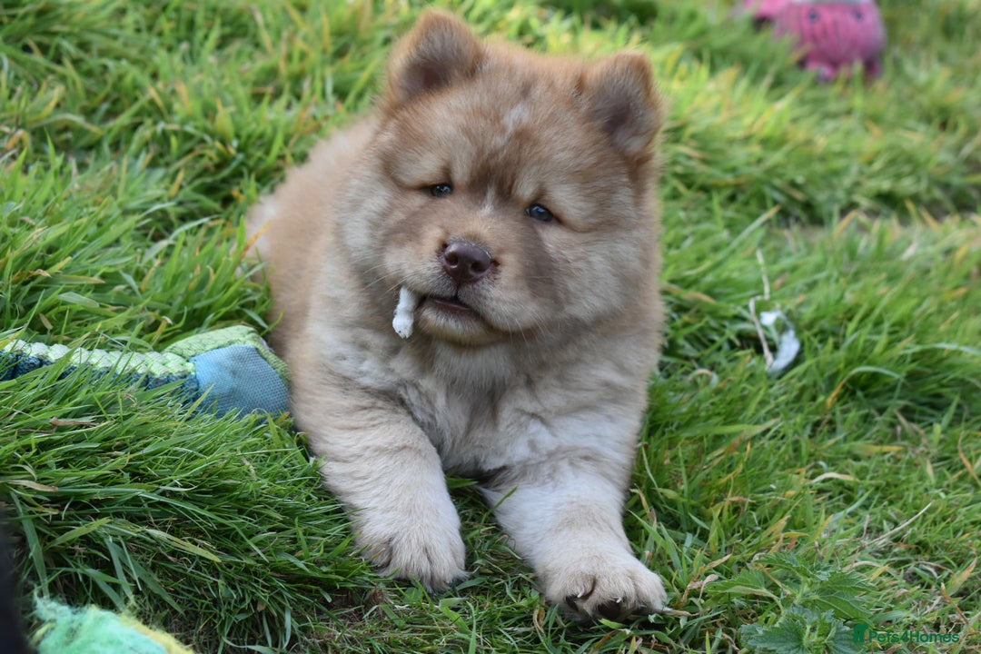 Chow Chow dogs for sale: Genuine Teddy Bear Chowski Puppies - Image 15