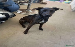 Mixed Breed dogs for sale: 🐾 Collie X Puppies – 10 Weeks Old  - Image 9