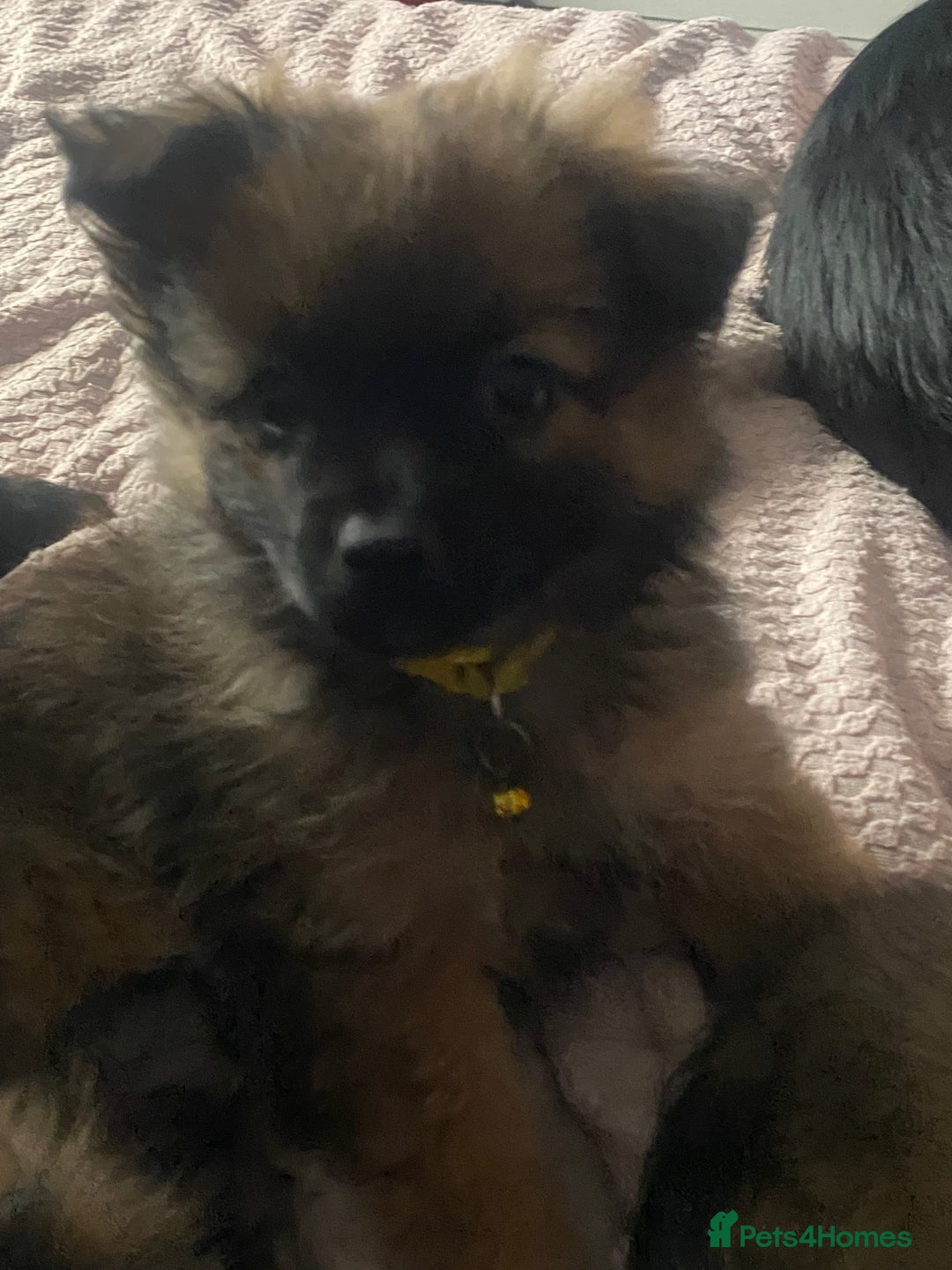 Mixed Breed dogs for sale: adorable puppies are now ready for new homes - Advert 20