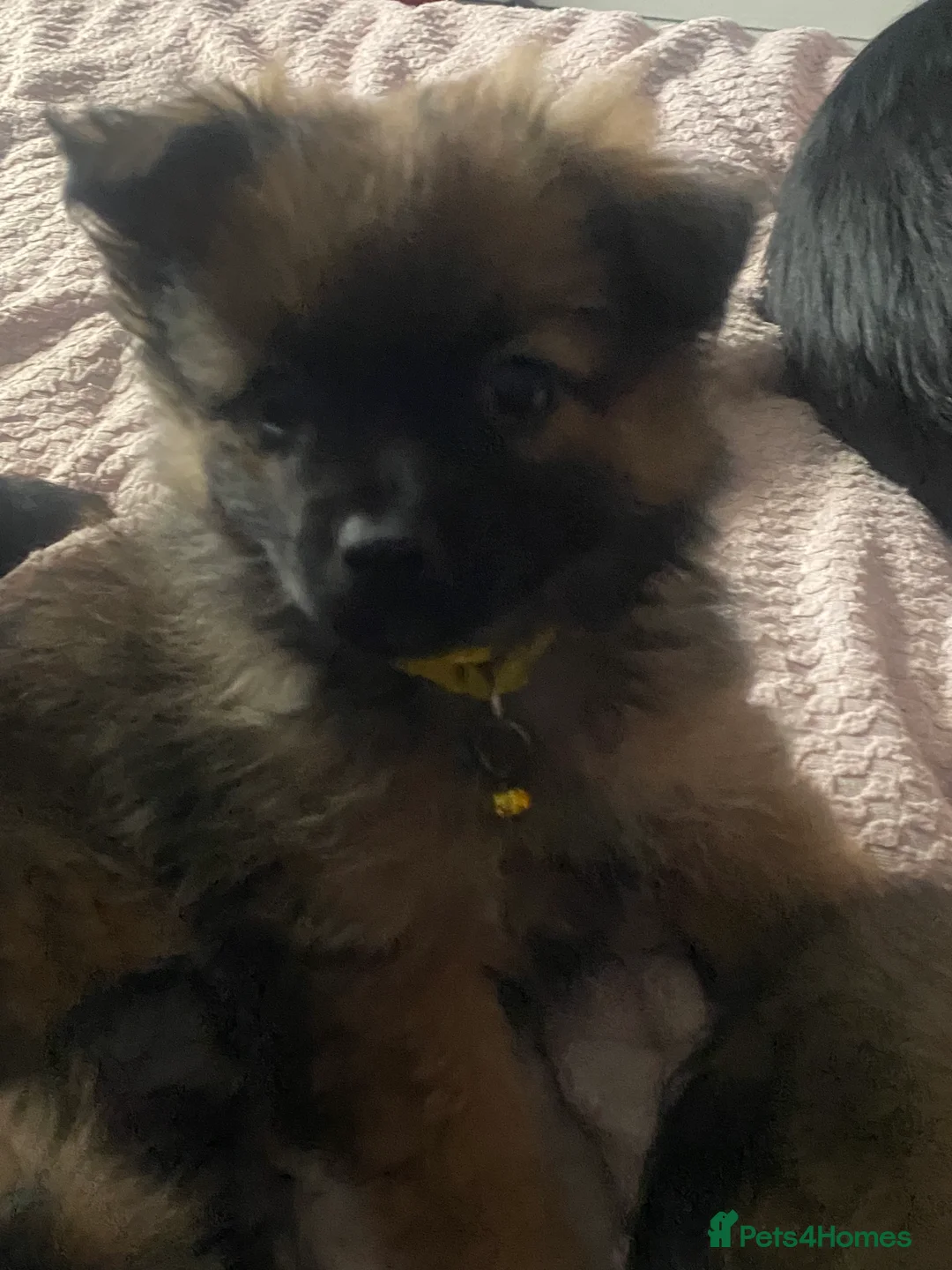 Mixed Breed dogs for sale: Maltipom puppies are now ready for new homes - Advert 10