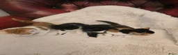 Mixed Breed cats for sale: kittens - Advert 6