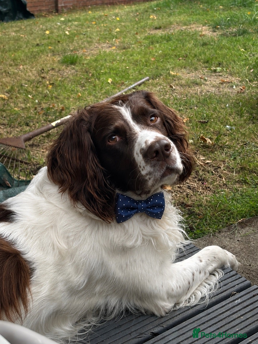 English Springer Spaniel dogs Lucas  - Advert 10