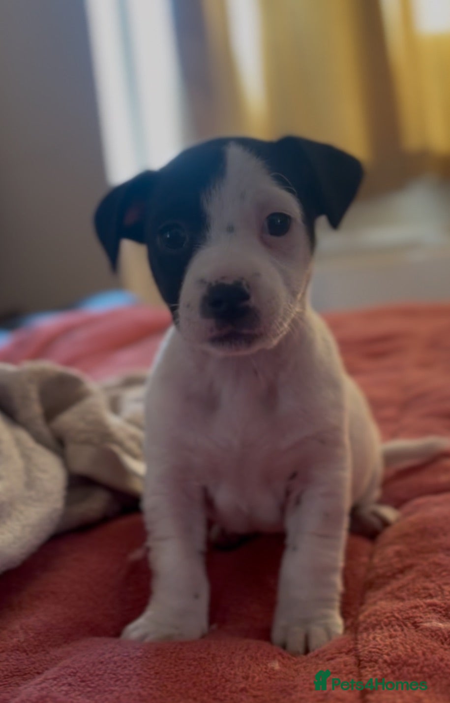 Jack Russell dogs CUTE Jack russel puppies great pedigree healthy  - Advert 11
