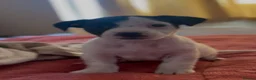 Jack Russell dogs for sale: CUTE Jack russel puppies great pedigree healthy  - Advert 1