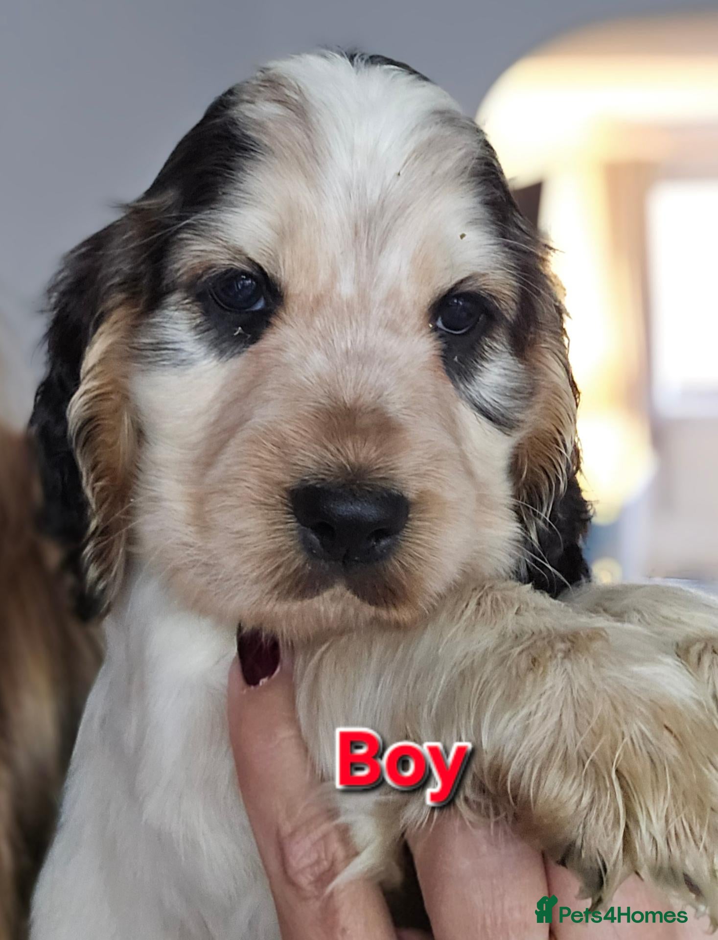 Cocker Spaniel dogs KC Reg Show Cocker Spaniel Pups Health Clear Boys - Advert 1