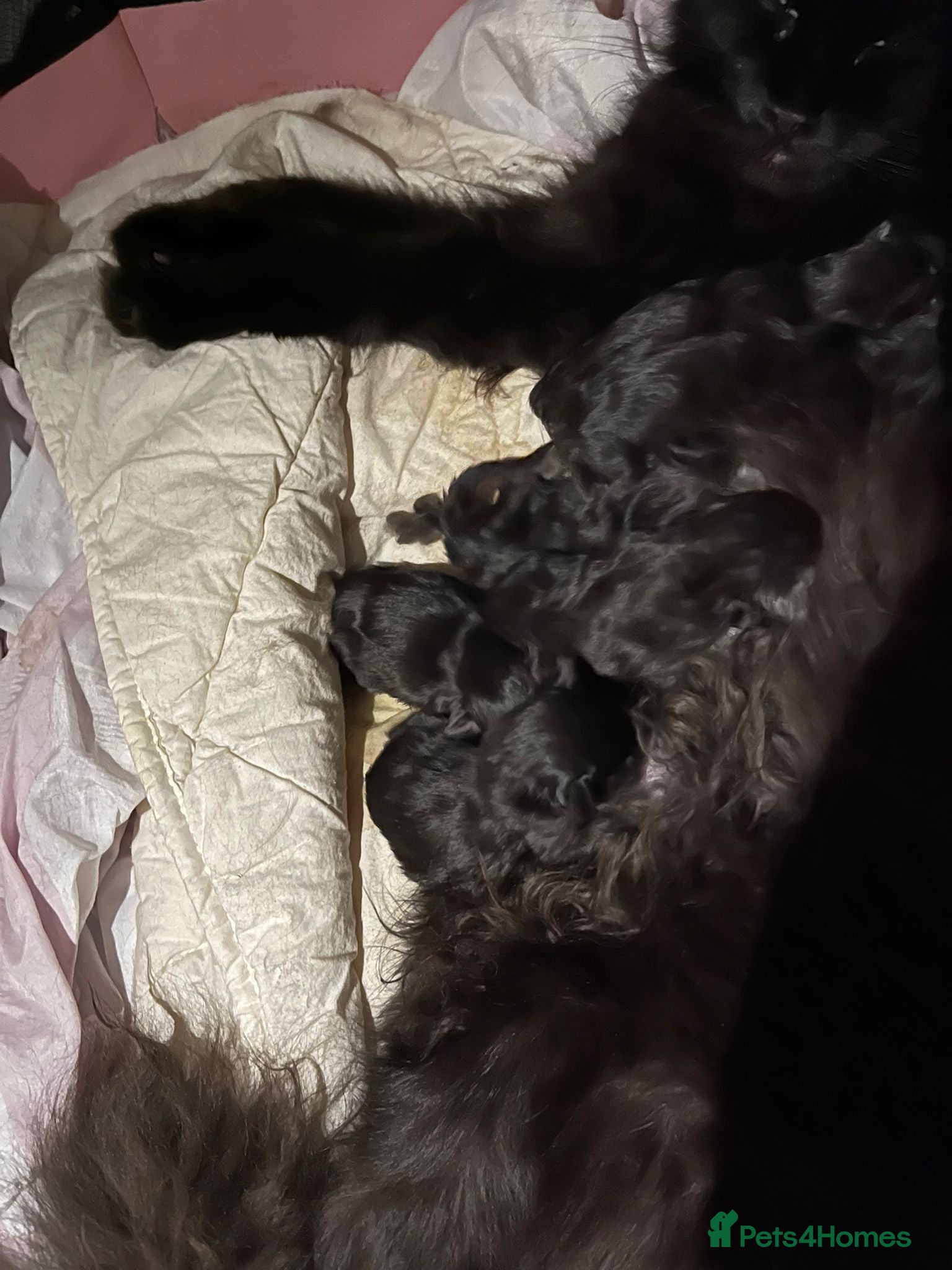 Maine Coon cats Beautiful kittens  - Advert 4