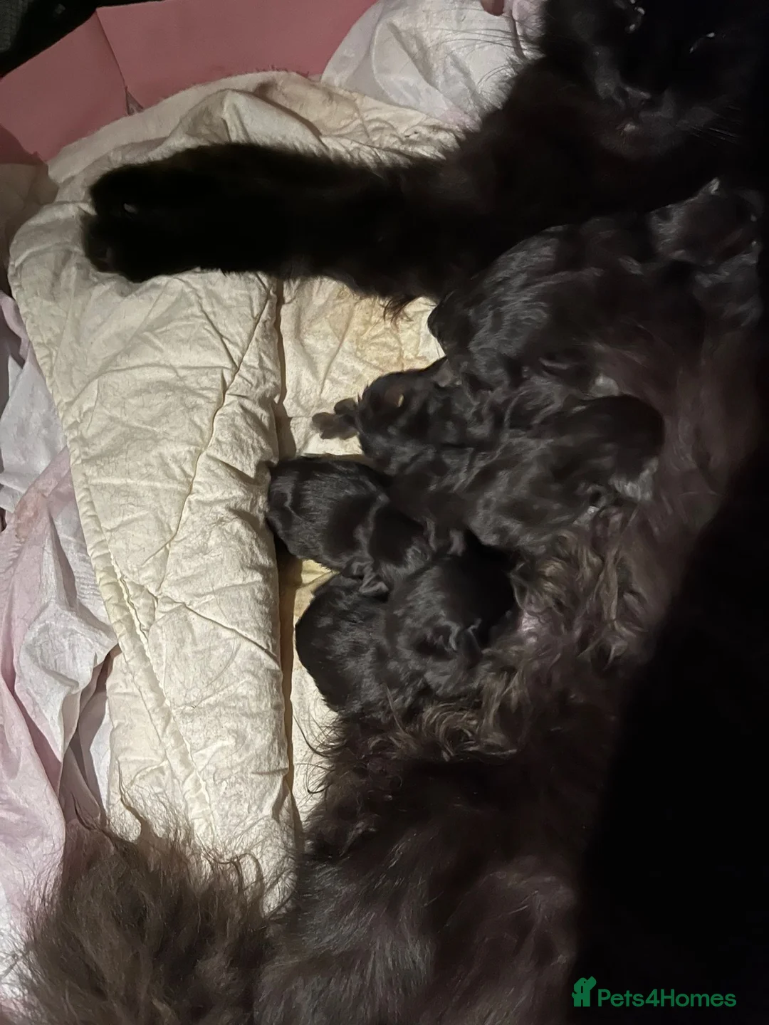 Maine Coon cats for sale: Beautiful kittens  in Bourne - Advert 1