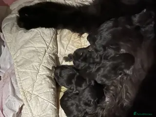 Maine Coon cats Beautiful kittens - Advert 1