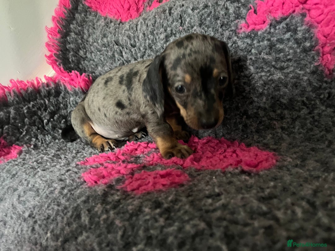 Dachshund dogs for sale: STUNNING dachshund puppies 2 boys 2 girls  - Image 6