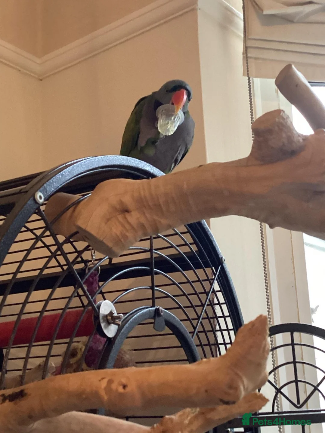 Parakeets birds for sale: Derbyan parakeet - Advert 4