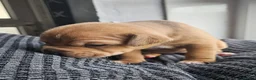 Mixed Breed dogs for sale: Beautiful American Bulldog × Staffie Mix Puppies in Glasgow - Advert 15