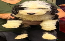 Mixed Breed dogs for sale: Ready Now - Sheepadoodle Pups 3 Male 5 Female - Advert 3