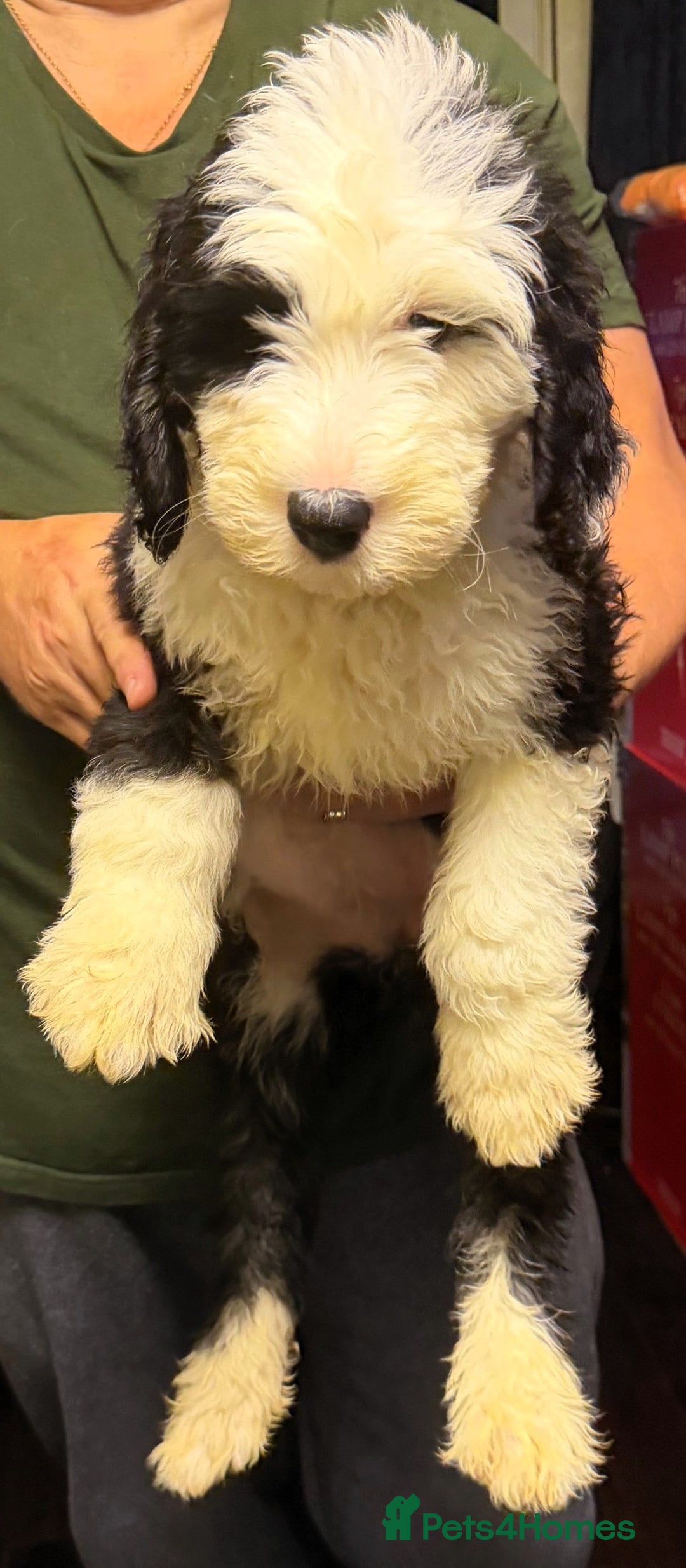Mixed Breed dogs for sale: Ready Now - Sheepadoodle Pups 3 Male 5 Female - Advert 3