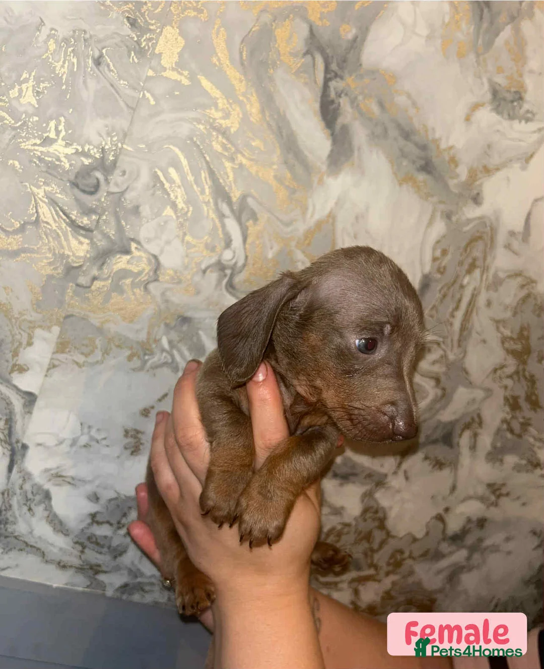Miniature Dachshund dogs for sale: Minature Dachshund puppys  - Advert 15