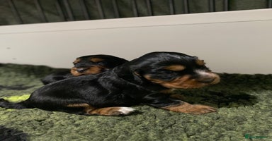 Cocker Spaniel dogs 2 super Black and Tan boy cocker spaniel puppies  - Advert 12