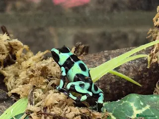 Frog reptiles for sale: Milk frogs. Whites. Green and black. Pacman - Advert 4