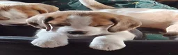 Beagle dogs for sale: KC registeted Beagle puppies  - Advert 5