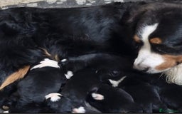 Mixed Breed dogs for sale: Bernewfie pups - Image 11