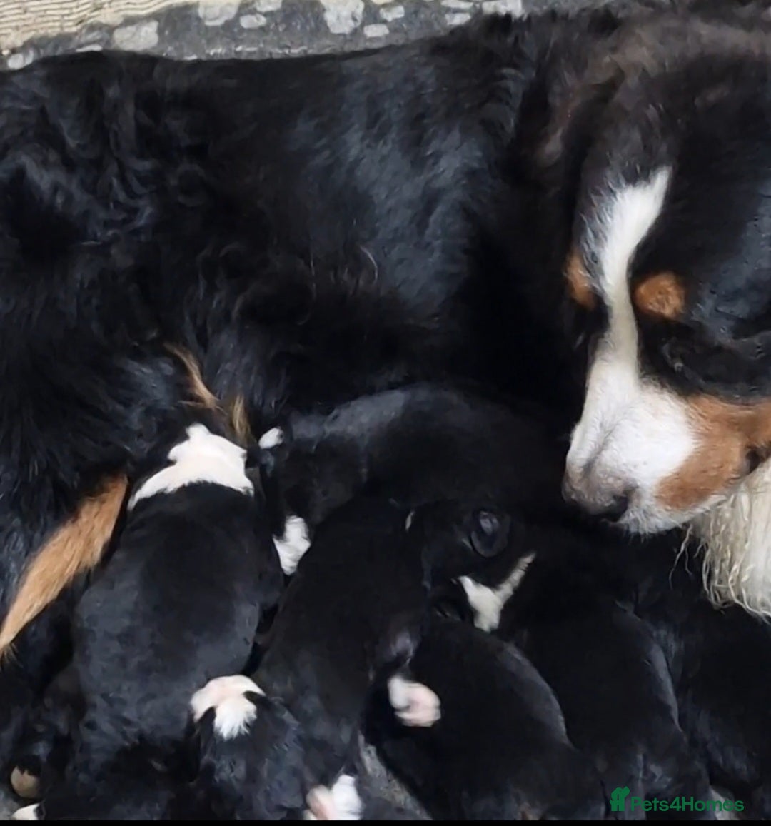 Mixed Breed dogs for sale: Bernewfie pups - Image 11