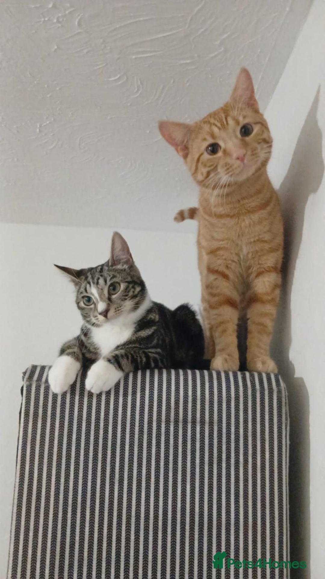 Domestic Shorthair cats for sale: Female domestic cat – 1 year old - Image 2