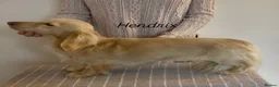 Miniature Dachshund dogs for sale: Miniature long haired cream boys  - Advert 6