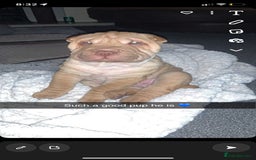 Shar Pei dogs for stud: DRAGO Shar Pei Stud - Image 8