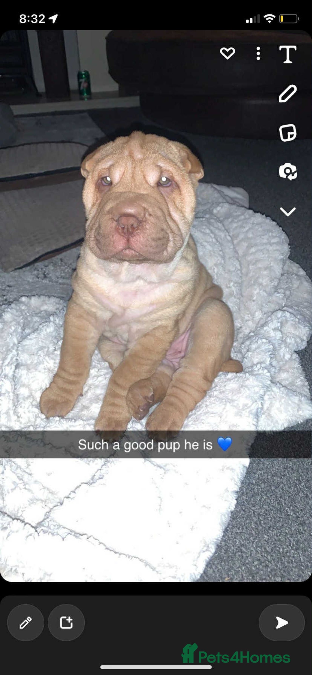 Shar Pei dogs for stud: DRAGO Shar Pei Stud - Image 8