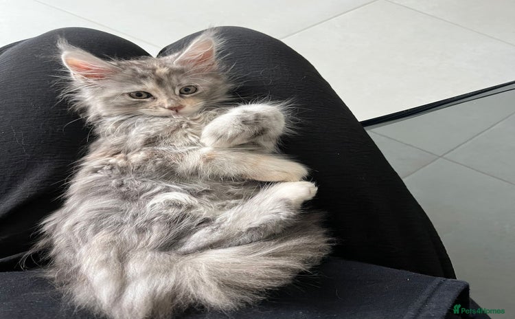 Maine Coon cats - Advert 15