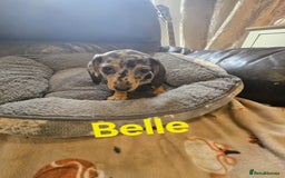 Miniature Dachshund dogs for sale: BEAUTIFUL DAPPLE MINIATURE DACHSHUND PUPPIES - Image 1