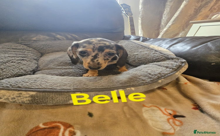 Miniature Dachshund dogs - Advert 4