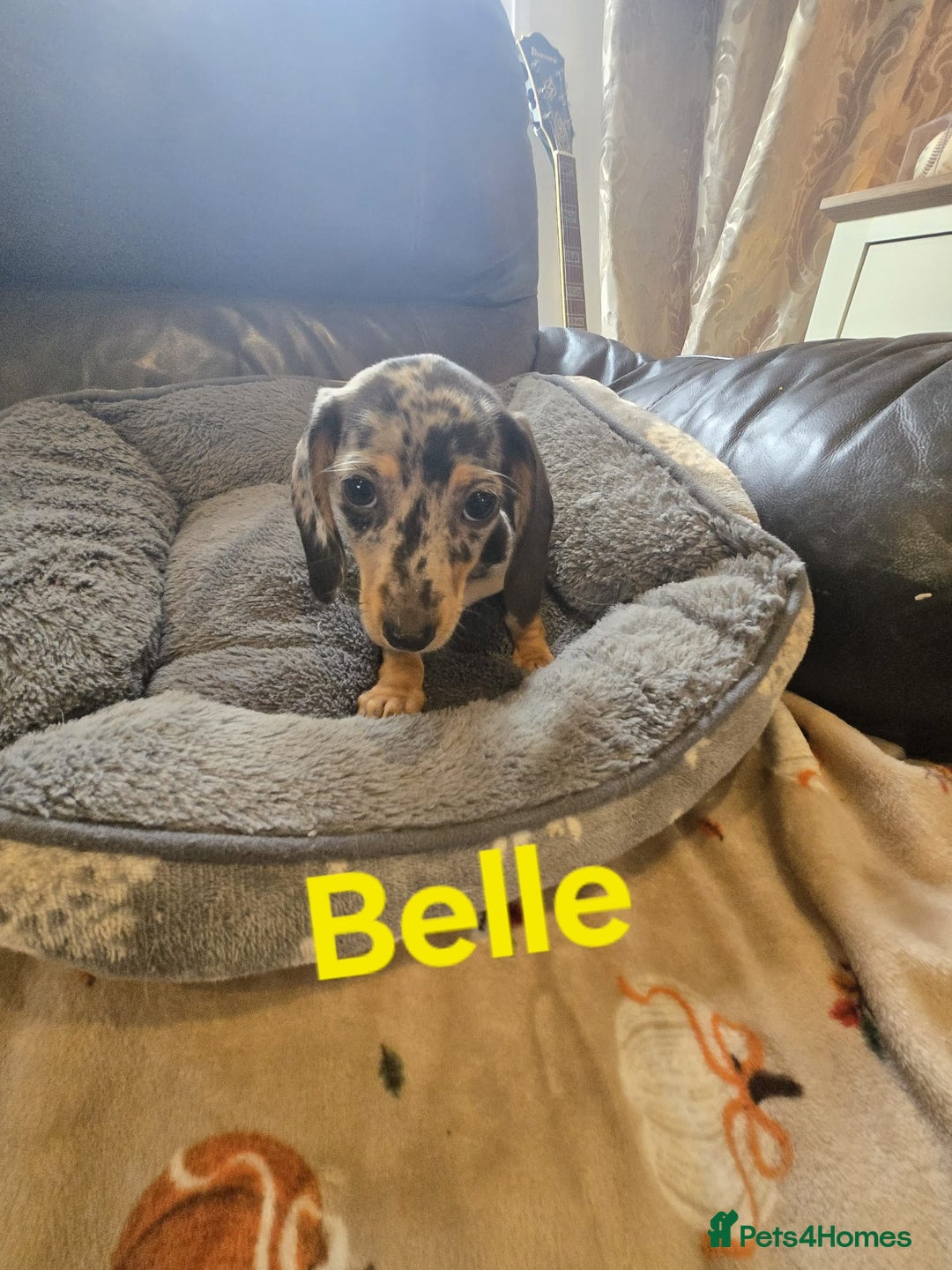Miniature Dachshund dogs for sale: BEAUTIFUL DAPPLE MINIATURE DACHSHUND PUPPIES - Image 1