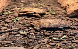 Tortoise reptiles for sale: Baby Horsefield Tortoise  - Image 4