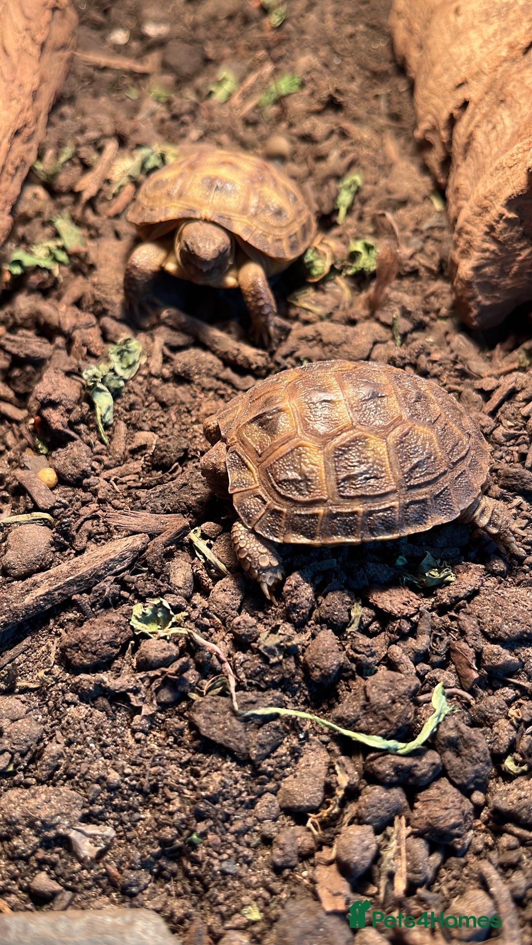 Tortoise reptiles for sale: Baby Horsefield Tortoise  - Image 4