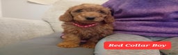 Goldendoodle dogs for sale: Goldendoodle puppies - Advert 18