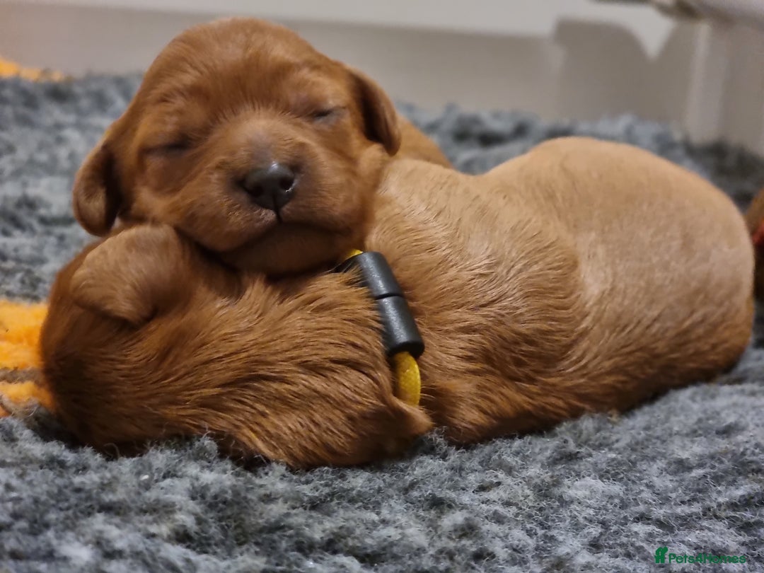 Cavapoo dogs for sale: 🎀 Beautiful F1 Cavapoo Puppies 🎀 - Image 16