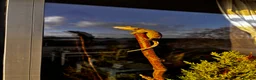 Gecko reptiles for sale: Crested gecko in Harrow - Advert 2
