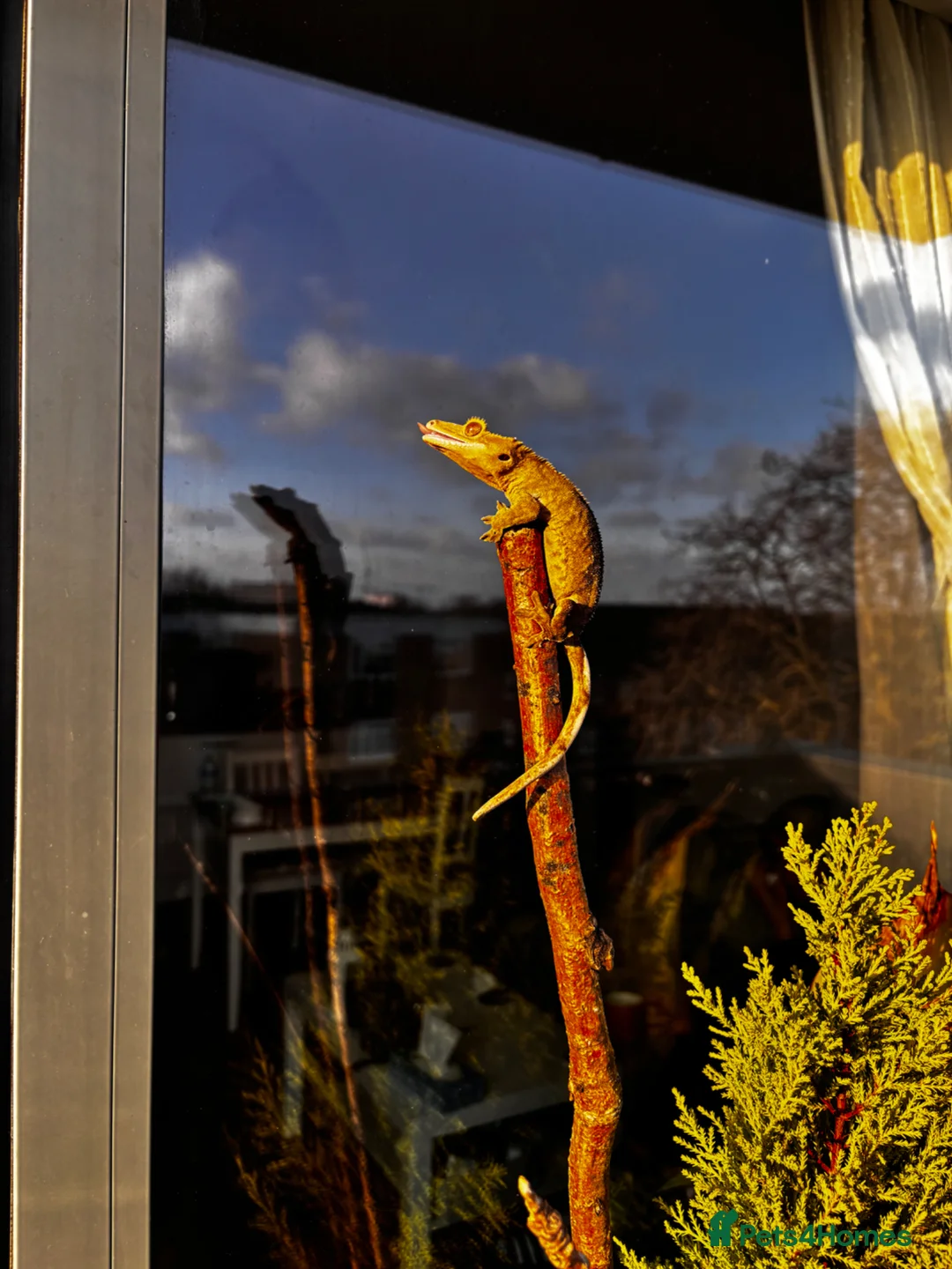 Gecko reptiles for sale: Crested gecko in Harrow - Advert 2