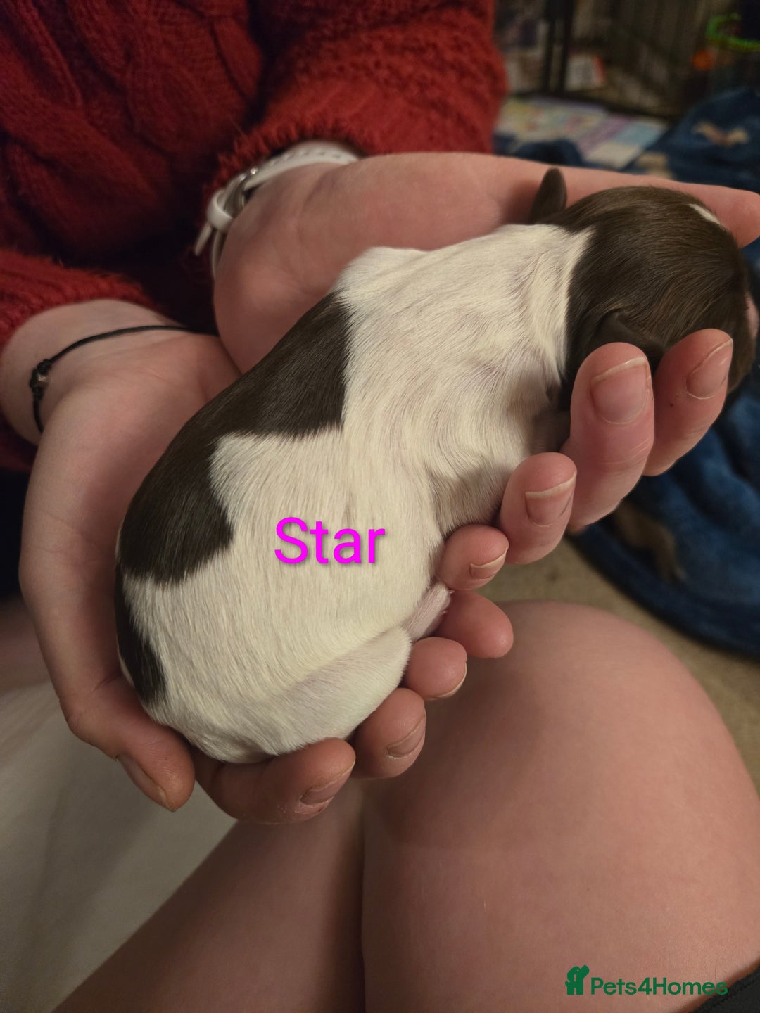 English Springer Spaniel dogs for sale: KC Registered English Springer Spaniel Puppies - Advert 13