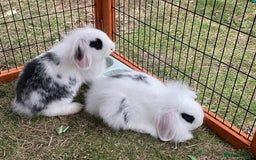 Mini Lop rabbits for sale: Beautiful Mini Lop Babies - Image 17